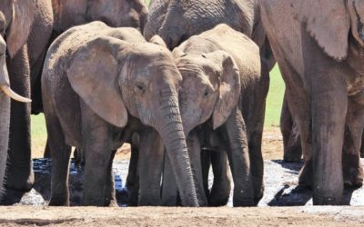 [Article] Les éléphants d’Éric Zemmour