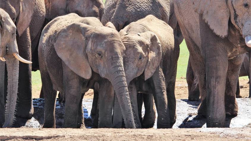 [Article] Les éléphants d’Éric Zemmour